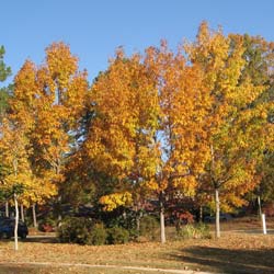 Chêne du Japon / Quercus acutissima
